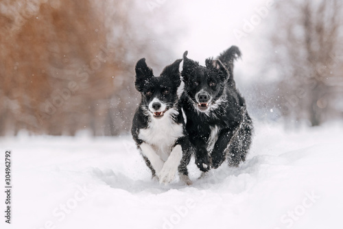 Photography two border collie dogs running in the snow
