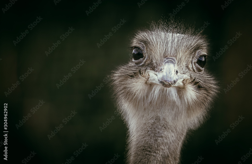 portrait of ostrich looking at camera