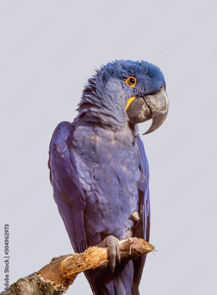 Obraz premium Blue parrot on light background