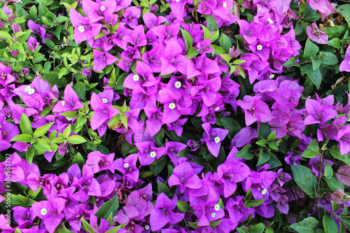 Fototapeta Beautiful purple bougainvillea flowers as a background