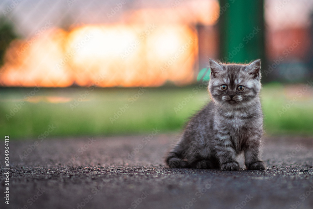 Naklejka premium Grey Kitten Sitting in Sunshine in the Street