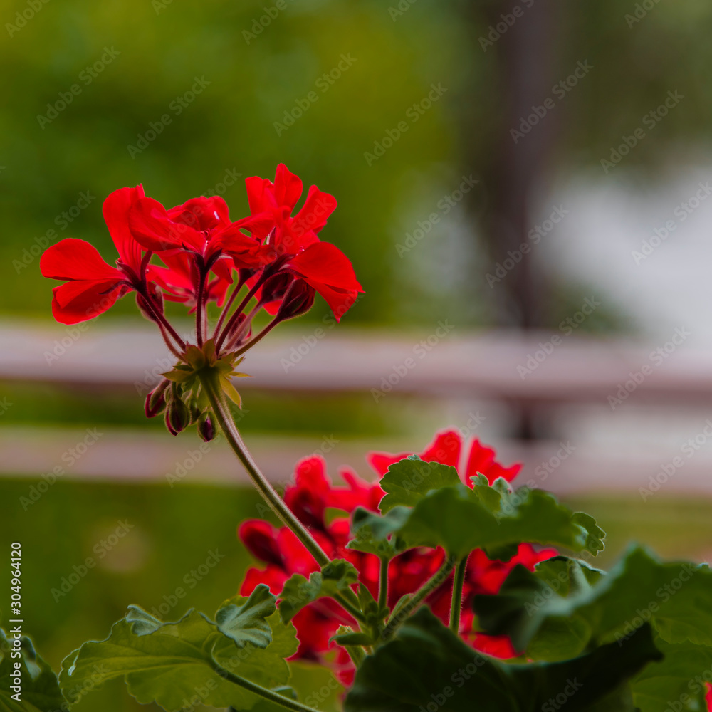 Fototapeta premium red geranium in the garden
