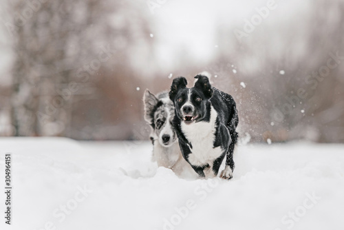 two border collie dogs running in the snow