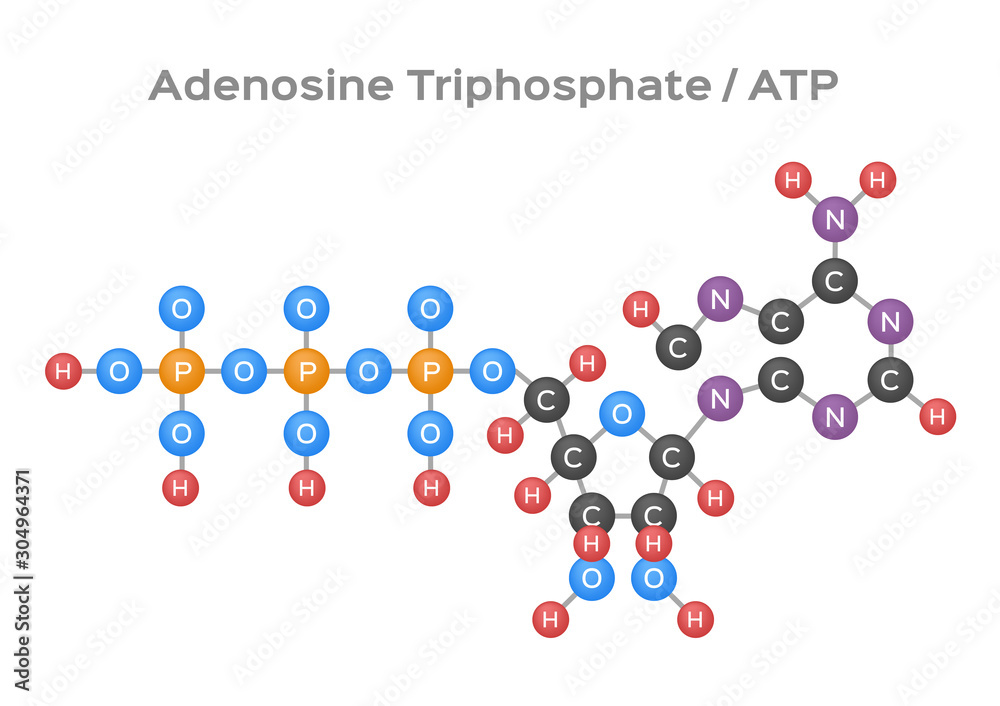 Adenosine triphosphate ( ATP ) molecule vector Adenosine triphosphate ( ATP ) molecule vector