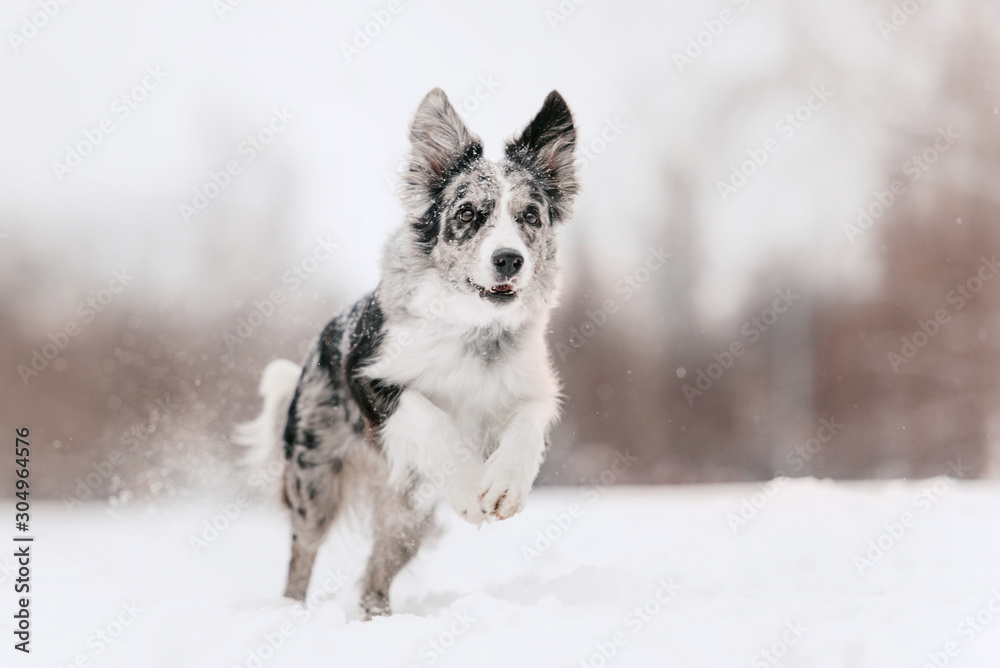 happy border collie dog running in the snow