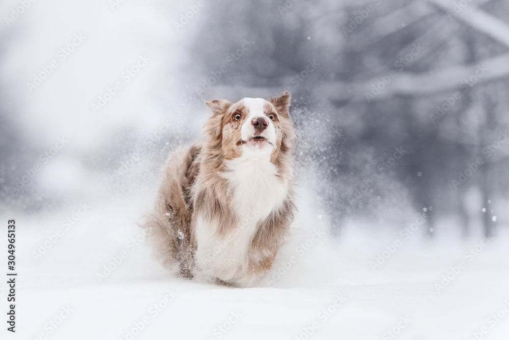 happy border collie dog running in the snow