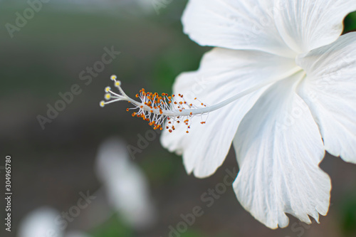 Stamen of white hibiscus flowers photo