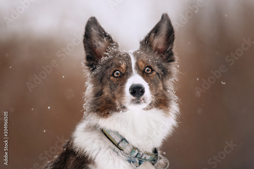 adorable border collie dog posing outdoors in winter © ksuksa