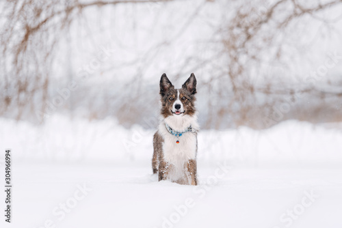Fototapeta Naklejka Na Ścianę i Meble -  adorable border collie dog posing outdoors in winter