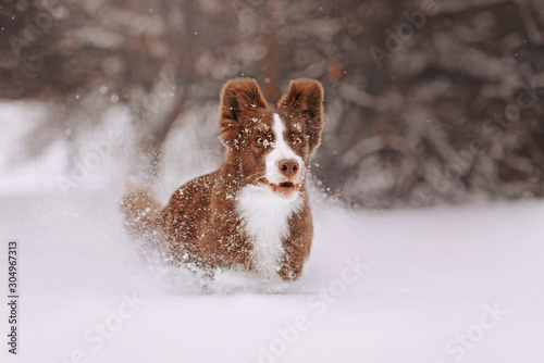 happy border collie dog running in the snow © ksuksa