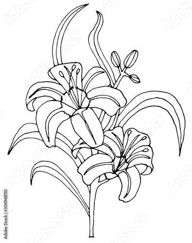Lily flowers isolated. Hand drawing illustration - vector