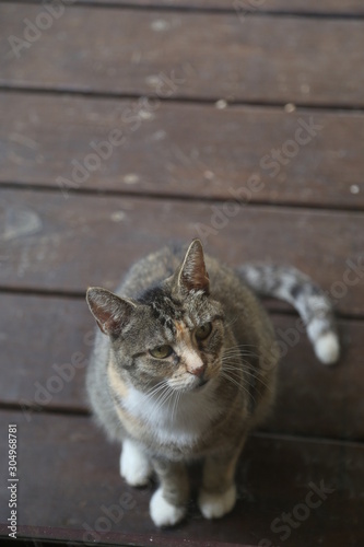 cat with green eyes