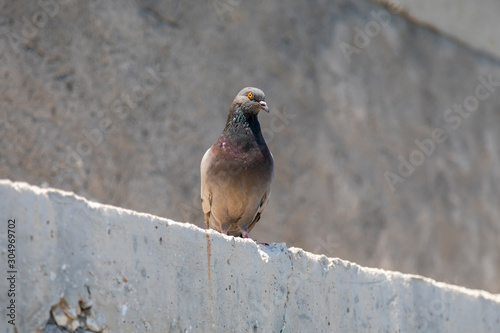 Domestic pigeon standing on a sunny concrete wall. Image