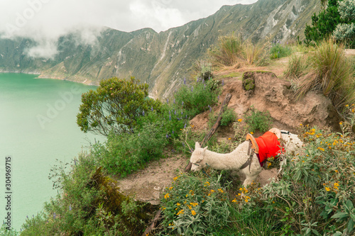 Cute alpaca llama. Lake background. Animal grazing on edge of Quilotoa volcano crater. Feeding on mountain hiking loop, view from viewpoint. Shot in Ecuador. Green and white. Funny