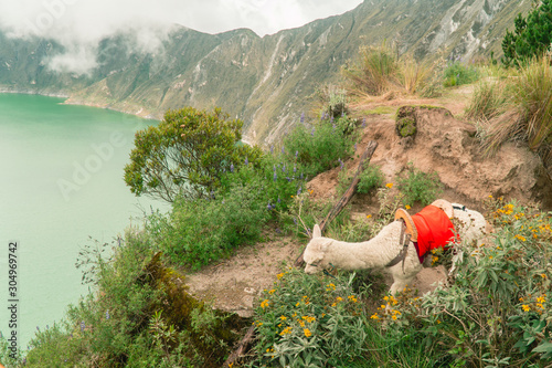 Cute alpaca llama. Lake background. Animal grazing on edge of Quilotoa volcano crater. Feeding on mountain hiking loop, view from viewpoint. Shot in Ecuador. Green and white. Funny