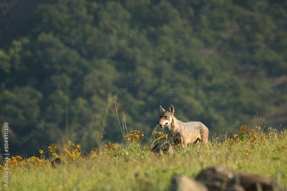 A Eurasian grey wolf (Canis lupus lupus) staying in the green grass with yellow flowers, on the rock and looking around. A Eurasian grey wolf (Canis lupus lupus) staying in the green grass with yellow flowers, on the rock and looking around.