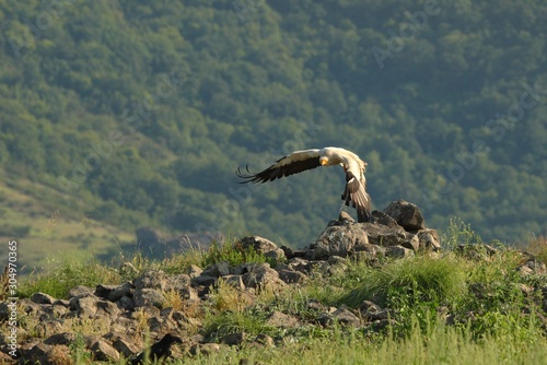 Flying Egyptian Vulture  Neophron percnopterus  over the rocks with green background.