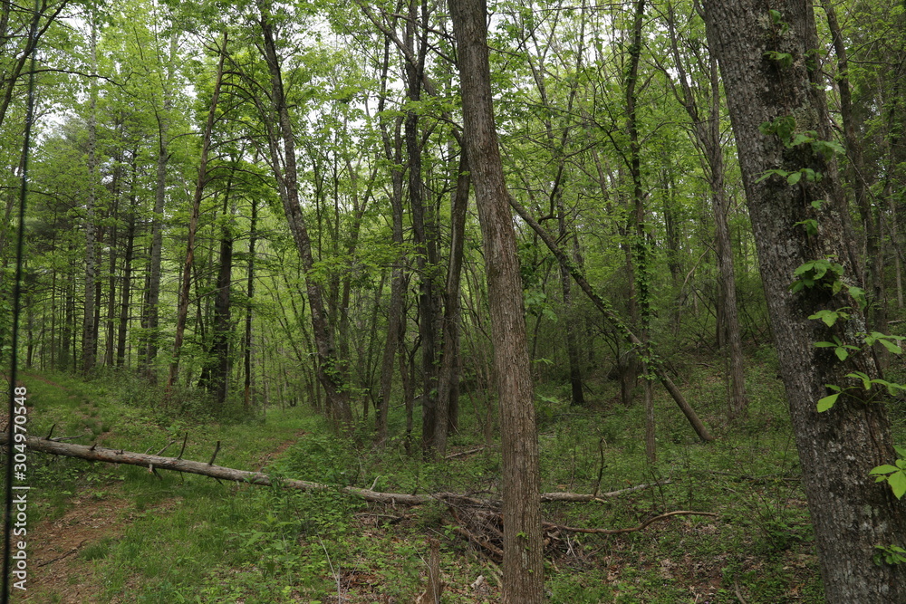 Obraz premium Nature Hike in Forest