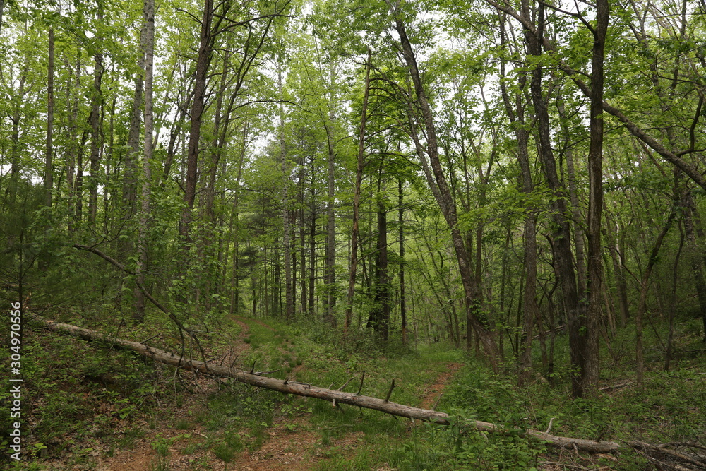 Fototapeta premium Nature Hike in Forest