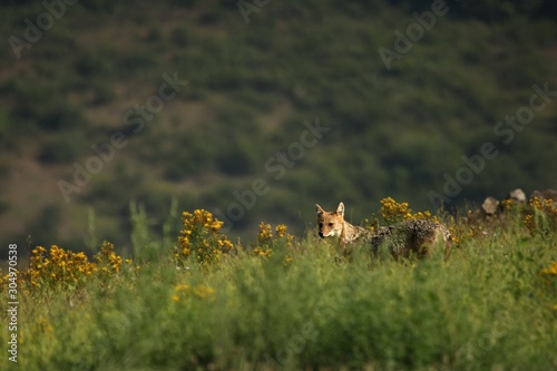 A Golden Jackal (Canis aureus) walking through the green grass and rocks with green background.