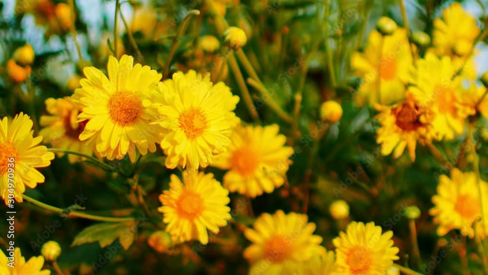 Beautiful yellow Chrysanthemum flowers in the garden. Beautiful yellow Chrysanthemum flowers in the garden.