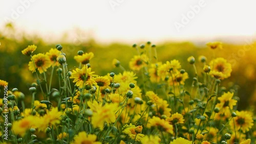 Beautiful yellow Chrysanthemum flowers in the garden.