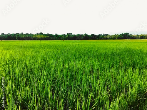 a large peddy field in the summer time,close up view  photo