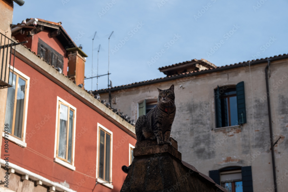cat on a roof, Venice, Italy