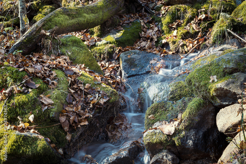 Small cascade in autumn season colors in the forest with stones and trees covered with moss Small cascade in autumn season colors in the forest with stones and trees covered with moss