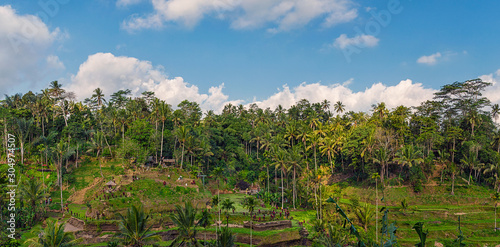 Panoramic view of rice terraces and cloudy blue sky in Ubud, Bali