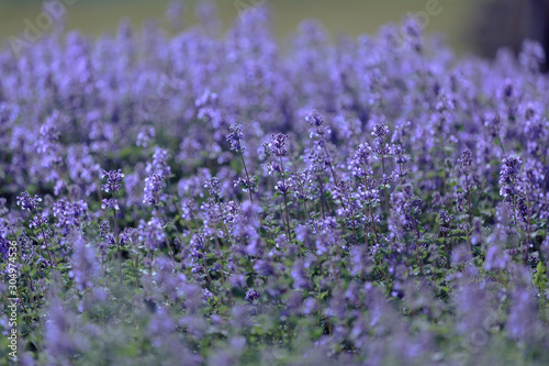 Small purple densely growing flowers on a blurred green background