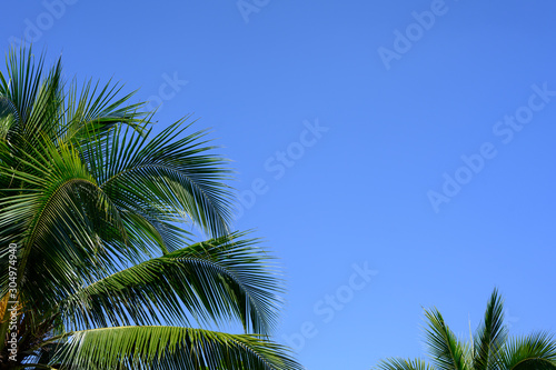 Tropical coconut palm leaves on pastel background for Summer concept and Spring lifestyle design with copy space. © RoBird
