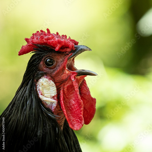 Obraz na płótnie A cock sings in the morning w salonie