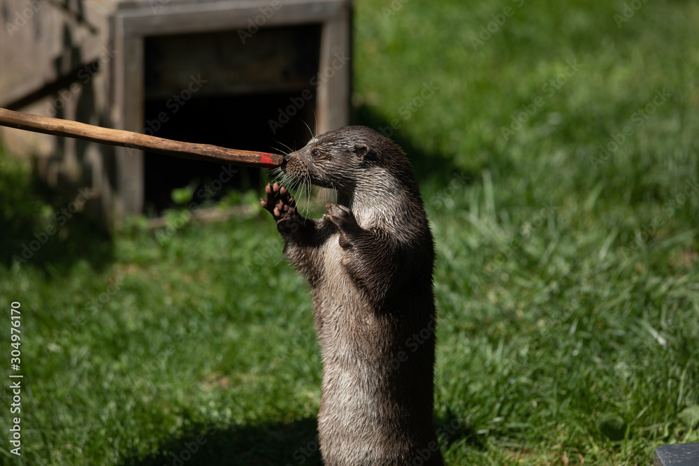 An otter is trained by his trainer