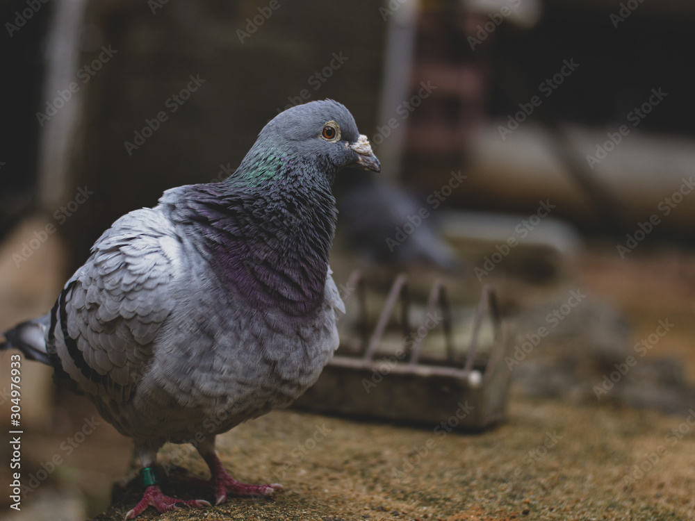 Obraz premium pigeon in the park