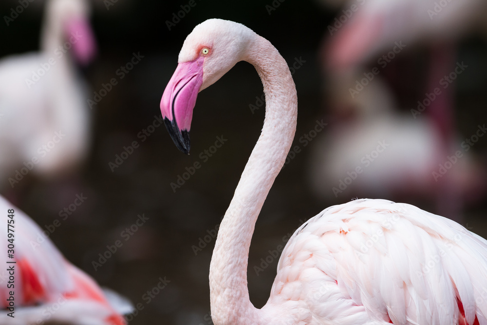 Naklejka premium Portrait of a flamingo