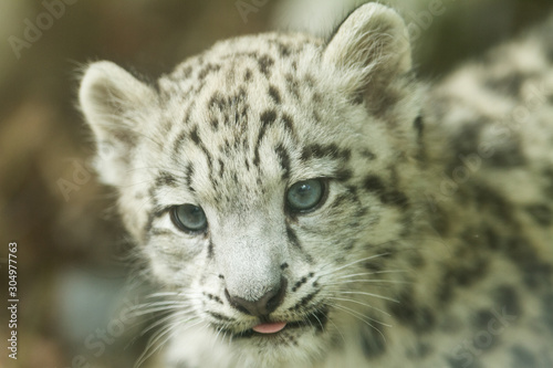 Portrait of young snow leopard