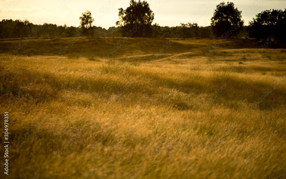 Fototapeta premium Grassland