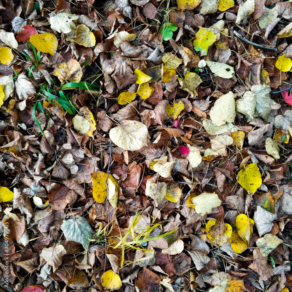 Dry sinking leaves lie on the ground among them several green and yellow leaves. Dry sinking leaves lie on the ground among them several green and yellow leaves.