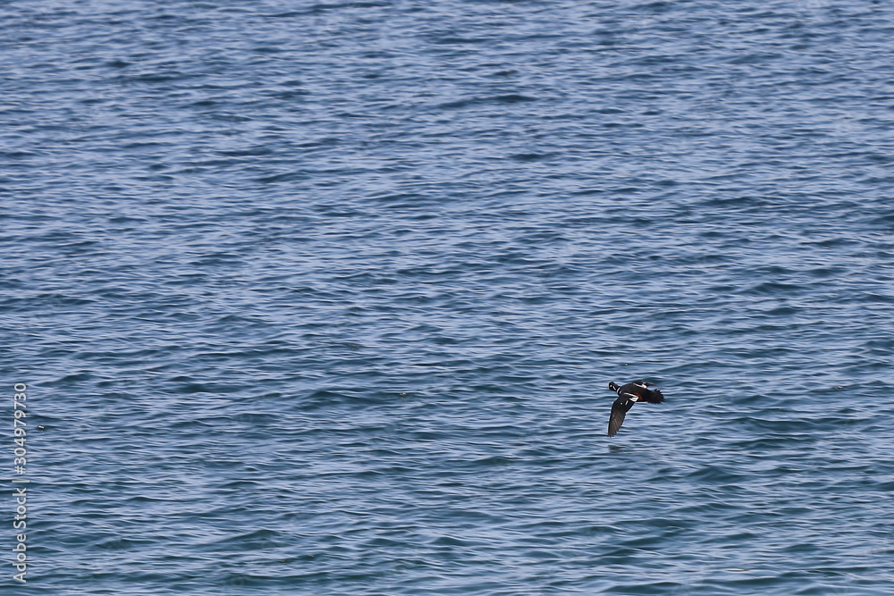 Alone harlequin duck (Histrionicus histrionicus) flying over the blurred sea water surface. Natural background, wallpaper. Alone harlequin duck (Histrionicus histrionicus) flying over the blurred sea water surface. Natural background, wallpaper.