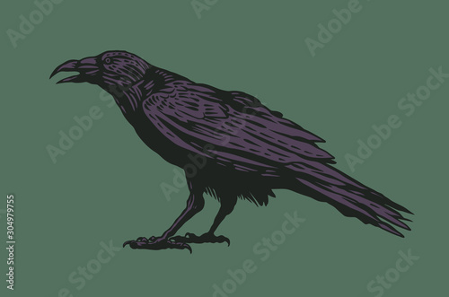 Black Raven. vector illustration