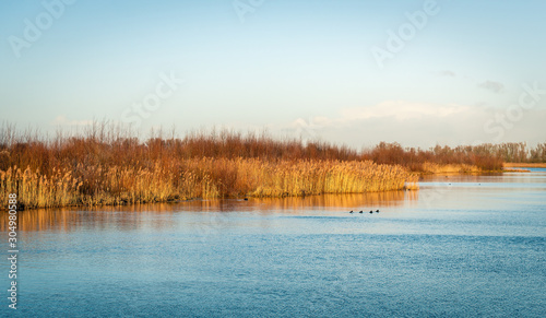 Wide creek with yellowed reeds and coots