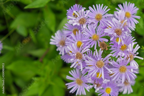 Purple daisy and green leaf in garden. (Brachycome multifida DC.) © sunti