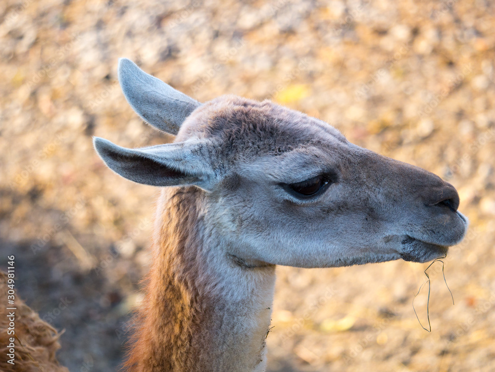 Obraz premium Vigogne