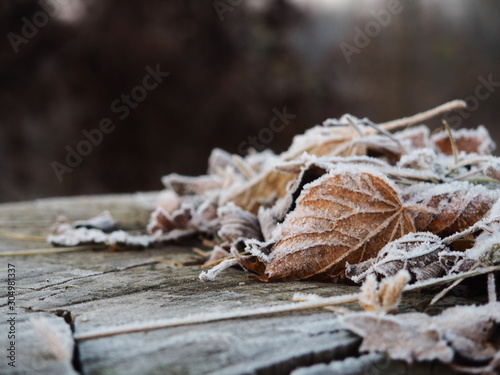 frozen leaves with frost Tree stump for product display montages. Natural background. Texture background wallpaper. Natural wooden background
