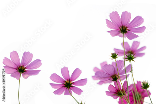 pink cosmos flower isolated on white background. Cosmos bipinnatus.