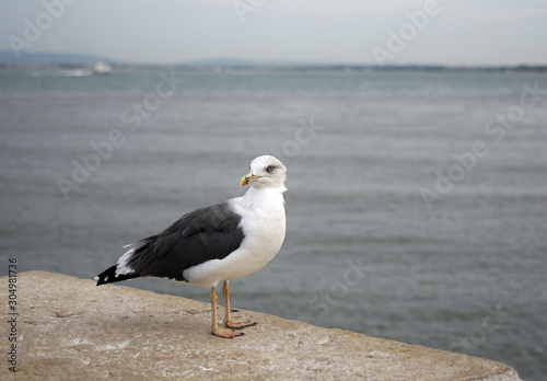 A large gull with a yellow beak stands on a parapet