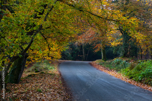 Autumn, Dorset, England