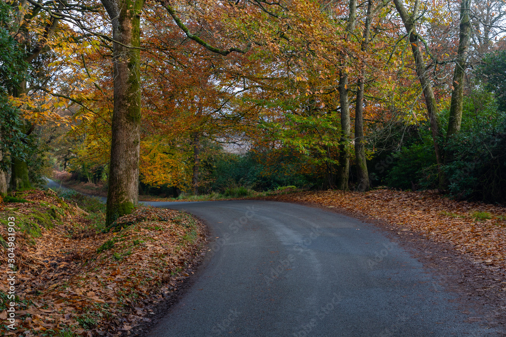 Autumn, Dorset, England