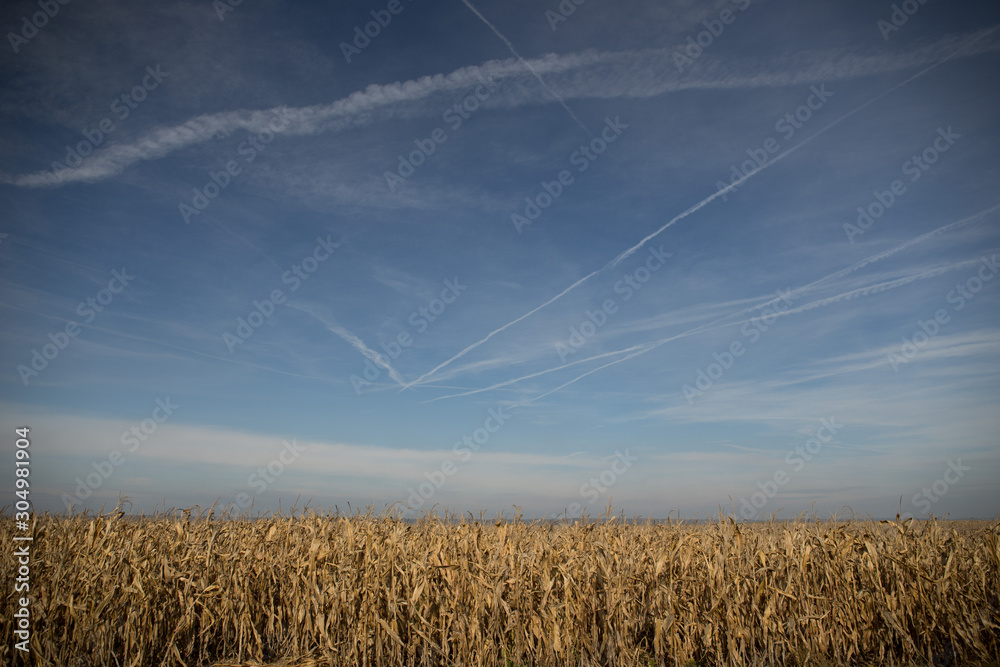 Fototapeta premium Ripe Maize Corn Field Plantation In Summer Agricultural Season. Skyline Horizon, Blue Sky Background. Autumn and harvest season is comming